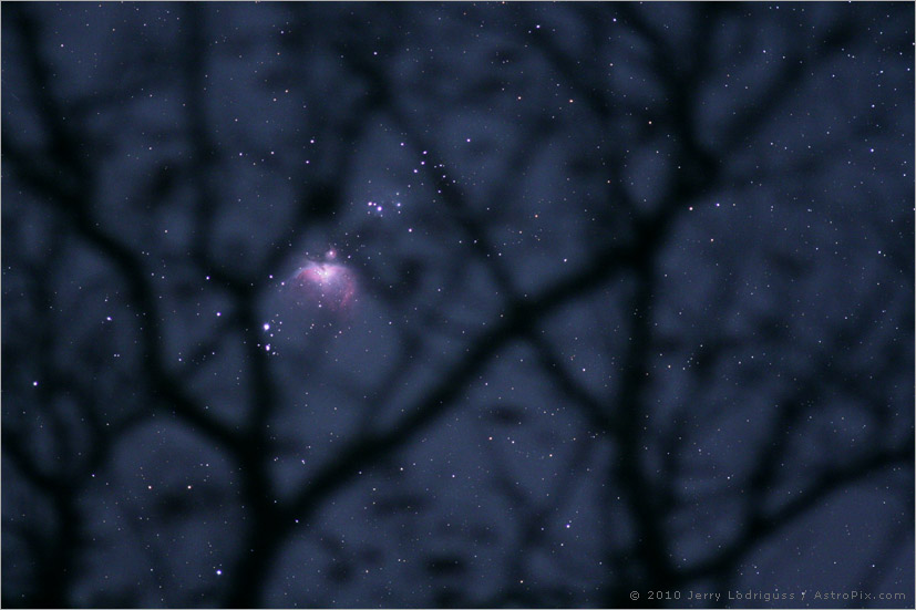 M42 in the Trees